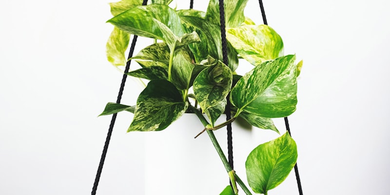 世界杯淘汰赛阶段赛程安排与对阵分析